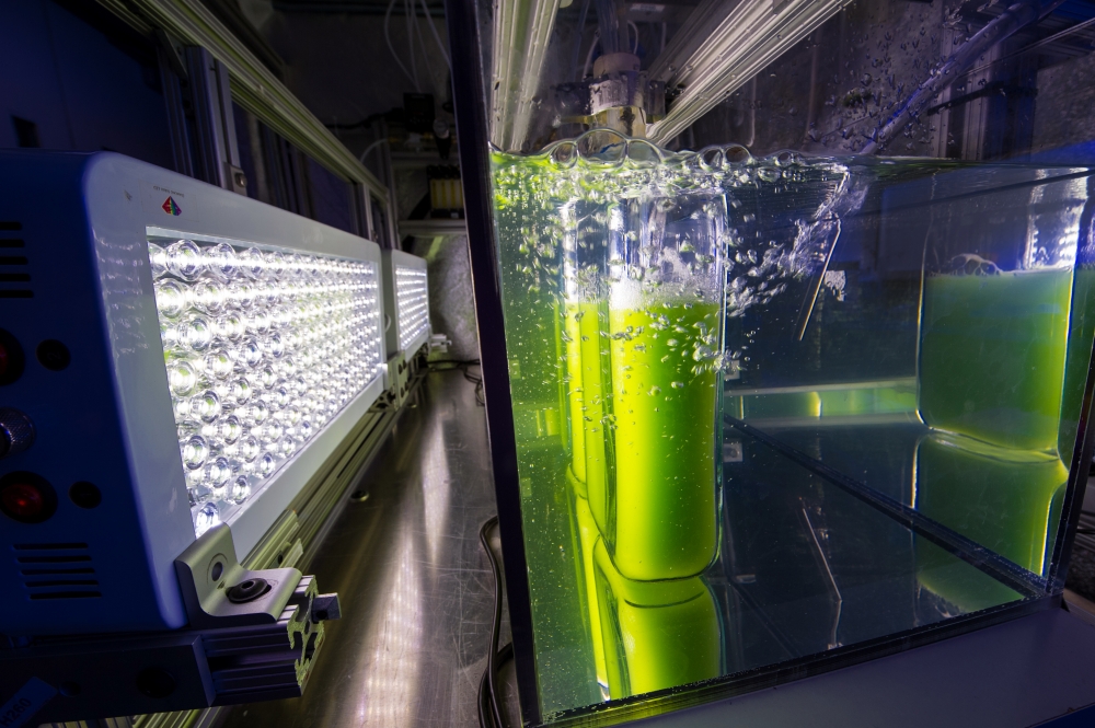 3 Reasons We’re Closer to an Algae Future than You Think Department
